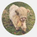 Suche nach rinder aufkleber Foto
