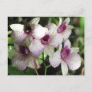 Suche nach orchidee postkarten Fotografie