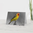 Suche nach singvögel karten Hübsch