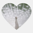 Suche nach schöner pfau aufkleber Natur