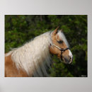 Suche nach quarter horse poster Bob sprache