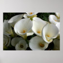 Suche nach plantagen poster Blume