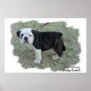 Suche nach old english poster Bulldogge