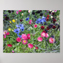 Suche nach veilchen sind blau poster Blumen