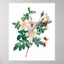 Suche nach vintage rosa rosen poster Für sie/ihn