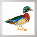 Suche nach enten poster Stockente