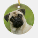 Suche nach kamera kopfe Mops