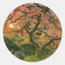 Suche nach ahornbaum aufkleber Herbst