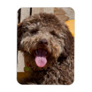 Suche nach jagdhund magnete Braun