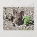 Suche nach feldmaus postkarten Holzmaus