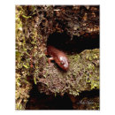 Suche nach salamander poster Natur