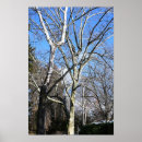Suche nach weißer baum poster Natur