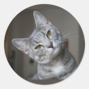 Suche nach graue katze aufkleber Süß