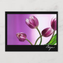Suche nach lila tulpen postkarten Blumen