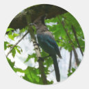 Suche nach blaues jay aufkleber Baum