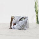 Suche nach mau karten Katze