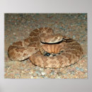 Suche nach rattlesnake poster Natur