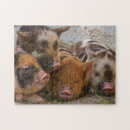 Suche nach ferkel puzzle Farm