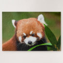 Suche nach roter panda puzzle Pandas