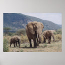 Suche nach afrikanischer elefant poster Tag