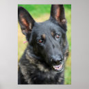 Suche nach schäferhunde poster Süß