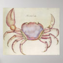 Suche nach krabbe poster Wasserfarbe
