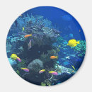 Suche nach für einen fischer magnete Koralle