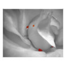 Suche nach makro poster Nahaufnahme