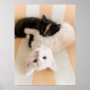 Suche nach schwarzes kätzchen poster Babytiere