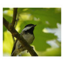 Suche nach audubon vögel poster Vogelbeobachtung