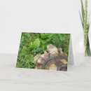 Suche nach tortoise karten Afrikanische schildkröte
