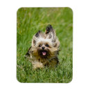 Suche nach yorkshire terrier magnete Welpe