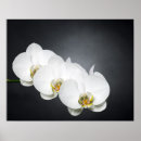 Suche nach orchideen dekoration poster Tropisch