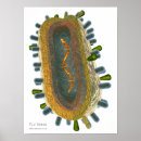 Suche nach grippe poster Biologie