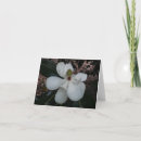 Suche nach magnolien blumen kleine grußkarten Weiß