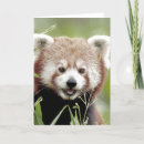 Suche nach roter panda alle karten Natur