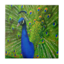 Suche nach blauer pfau fliesen Vögel