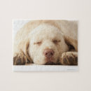 Suche nach labrador retriever puzzle Welpe