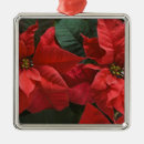 Suche nach weihnachtsstern ornamente Botanisch