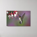 Suche nach kolibri leinwandbilder Flügel
