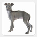 Suche nach italienischer windhund aufkleber Grauschwund