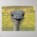 Suche nach vogel strauß poster Natur