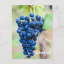 Suche nach weintraube postkarten Rotwein
