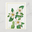 Suche nach vintage illustration postkarten Botanisch