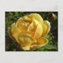 Suche nach altmodische rosen postkarten Gelbe rose