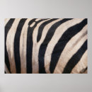 Suche nach zebrastreifen poster Tier