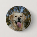 Suche nach gold überzogen buttons Retriever golden