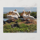 Suche nach afrikanischer vogel poster Wild lebende tiere