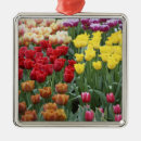 Suche nach tulpen ornamente Gelb