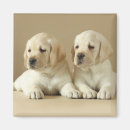 Suche nach goldener labrador magnete Haustier
